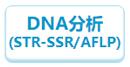 DNA分析